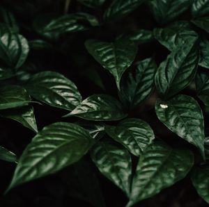 Close-up of green leaves