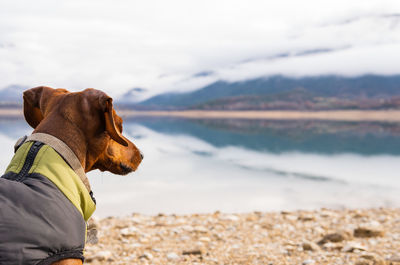 Carefree dachshund teckel wearing warm clothes sitting near lake in mountains