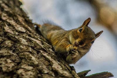 Close-up of squirrel on tree trunk