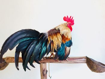 Close-up of rooster on wood against clear sky