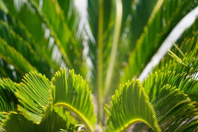 Close-up of green leaves