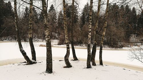 Trees on snow covered landscape