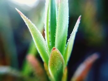 Close-up of wet plant