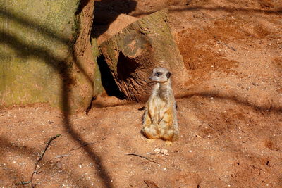 Squirrel on rock