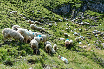 Sheep grazing in a field