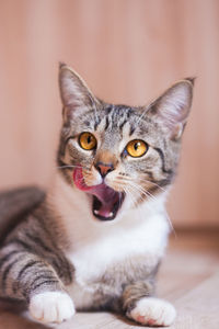 Cute tabby brown cat licking itself after eating