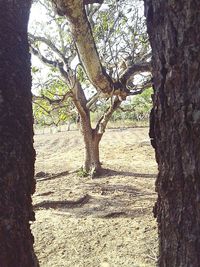 Close-up of tree trunk