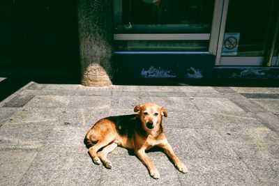 Portrait of dog sitting on sidewalk