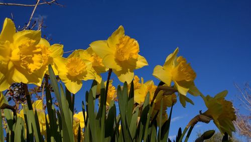 Low angle view of yellow flowers