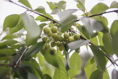 Low angle view of berries growing on tree