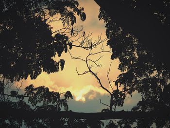 Silhouette of trees at sunset