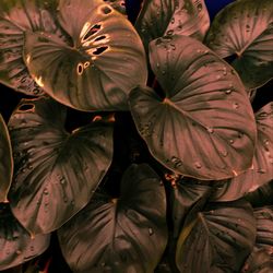 Full frame shot of flowering plants
