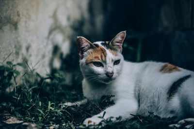 Portrait of a cat on field