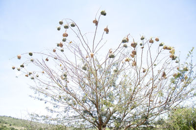 Low angle view of flowers against sky