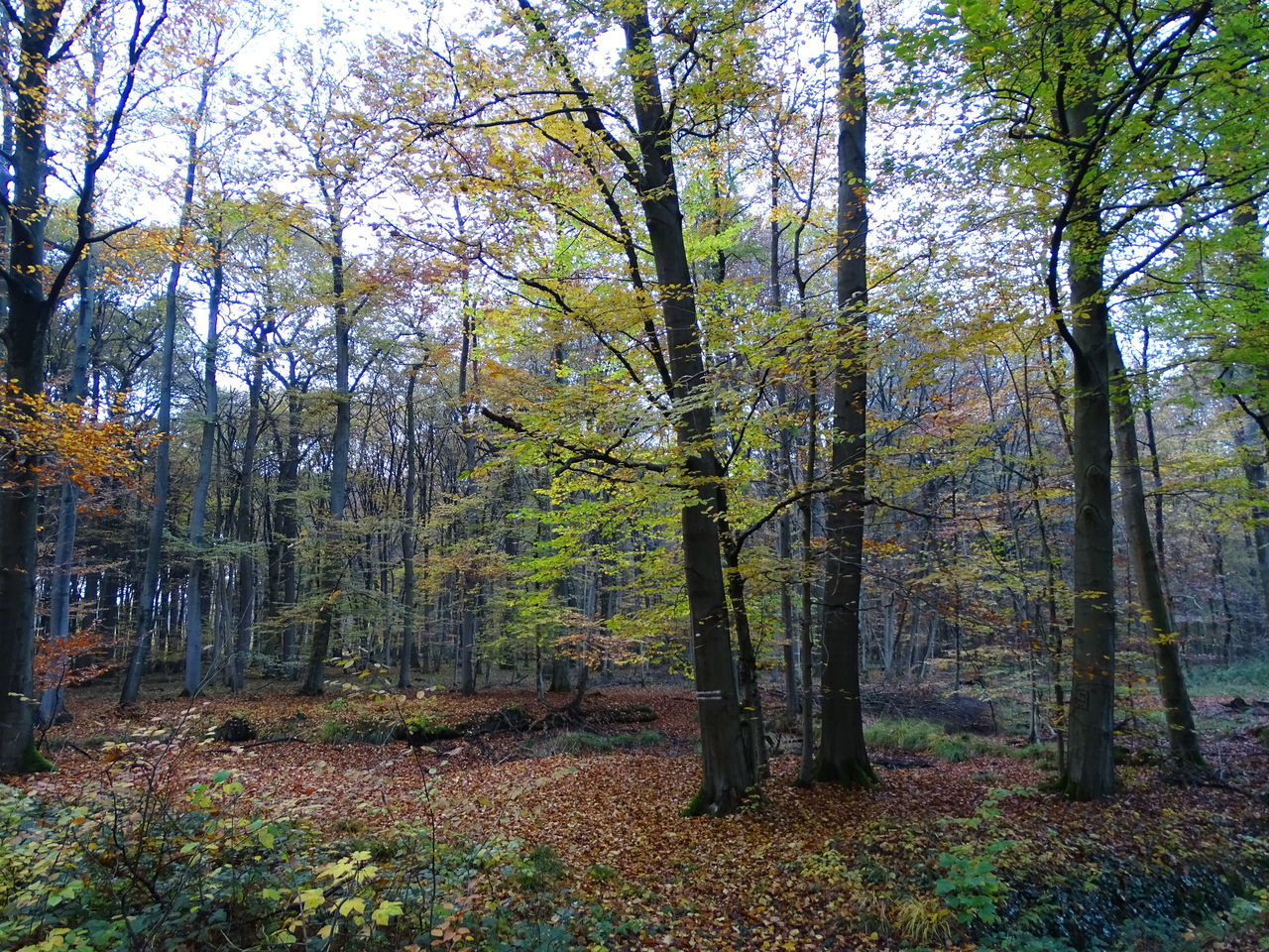 TREES GROWING IN FOREST