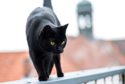 Close-up portrait of black cat sitting outdoors