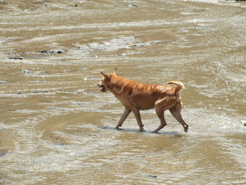 Side view of dog standing in water