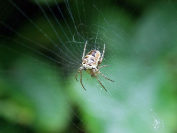 Close-up of spider on web