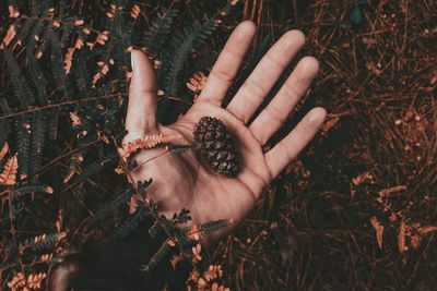 High angle view of person hand on field