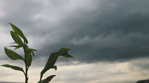 Low angle view of a plant against cloudy sky