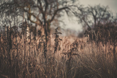Plants growing on field
