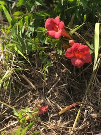 Close-up of red hibiscus blooming on field