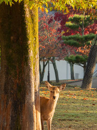 Portrait of deer in tree