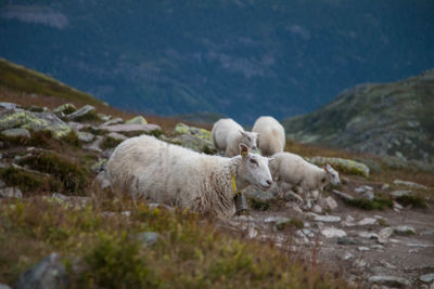 Sheep grazing on field