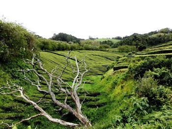 Scenic view of agricultural field against clear sky