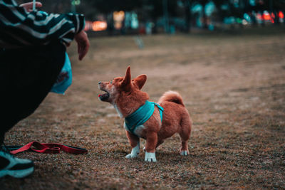 View of dogs on land