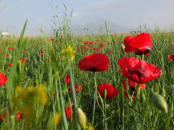 Close-up of poppies blooming on field against sky