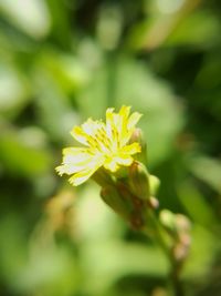 Close-up of yellow flower blooming outdoors