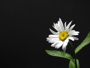 Close-up of white daisy against black background