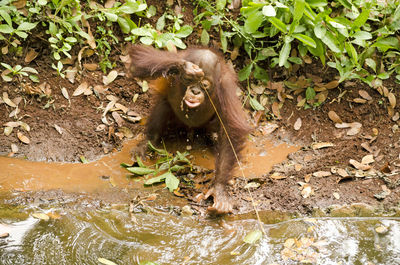 Monkeys in a water