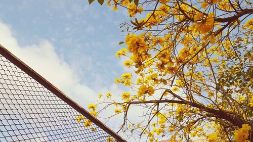 Low angle view of flower tree against sky