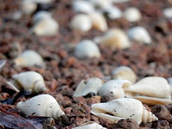 Close-up of animal shells at beach