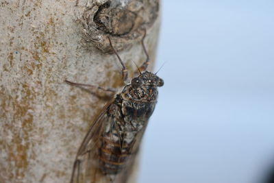 Close-up of cicada