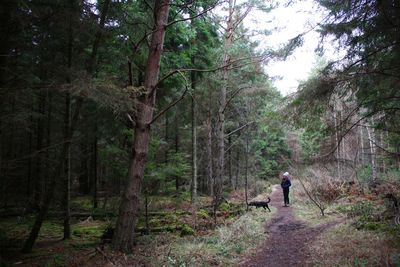 Rear view of man walking in forest