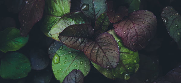 Close-up of raindrops on leaves