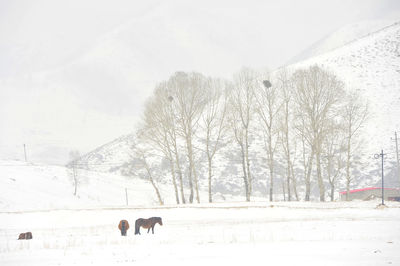 Horses on snow covered landscape against sky