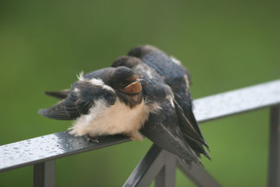 Close-up of birds perching on railing