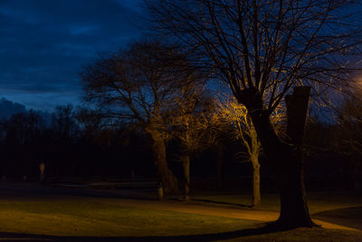 Trees against sky at night