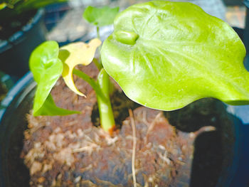 Close-up of fresh green leaf in water