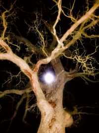 Low angle view of illuminated tree against sky at night