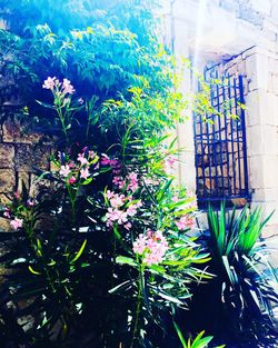 Plant growing on a wall