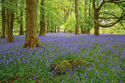 Purple flowers growing in forest