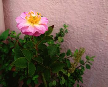 Close-up of pink flower blooming outdoors