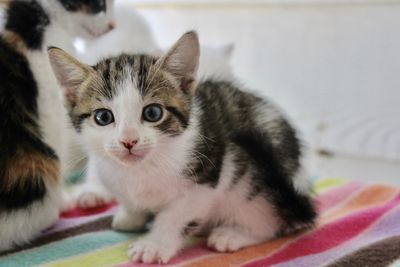 Portrait of cat on bed