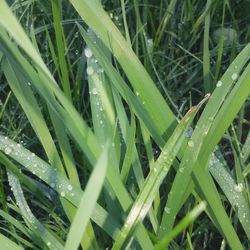 Close-up of wet grass