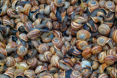 Small sea snails at market still alive